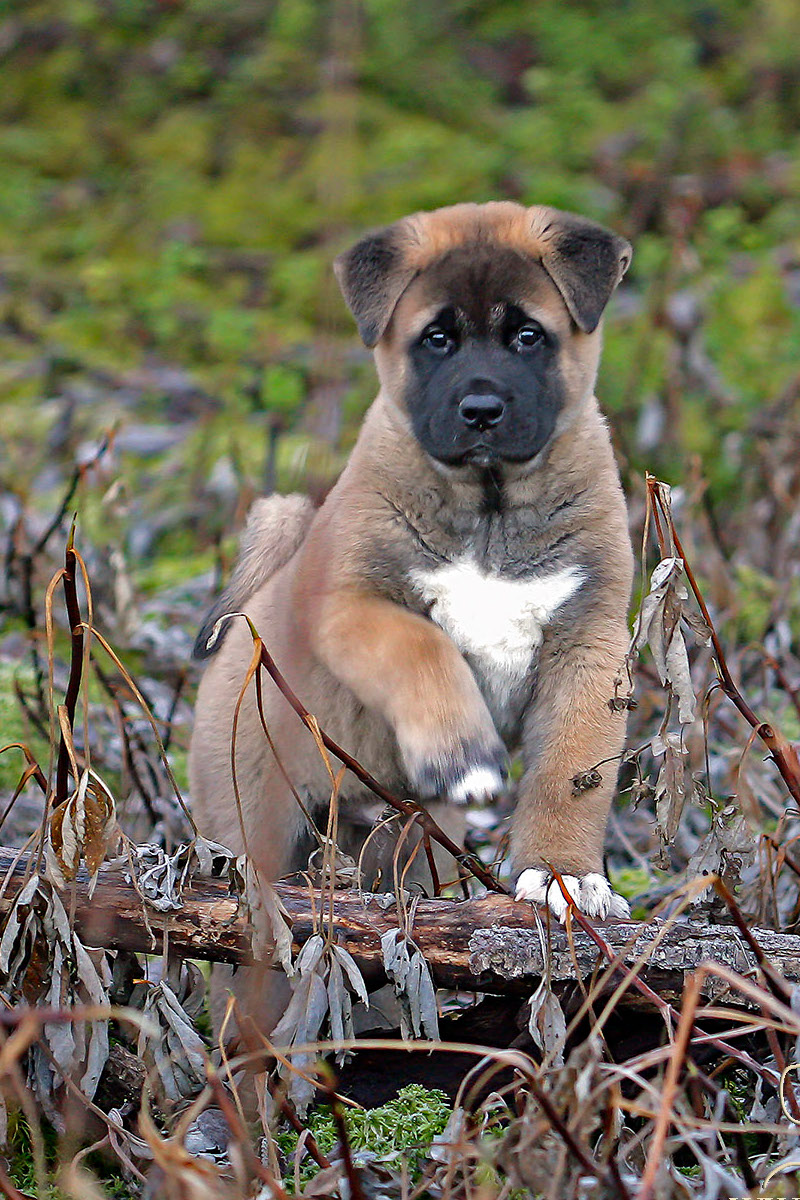 Kuma